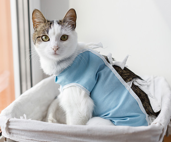 A cat sitting in a cat bed while wearing a surgery bib