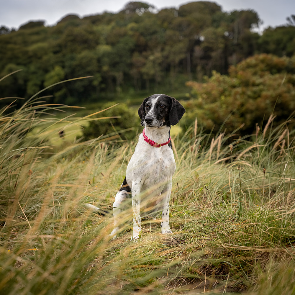 dog-on-grassy-hill A dog sitting on the top of a grassy hill