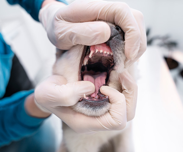 A closeup of a dog's teeth being examined