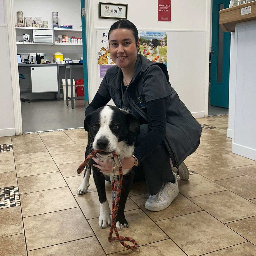 vet-with-balck-and-white-dog A veterinarian in Blue Coast Veterinary Clinic's lobby with a happy dog