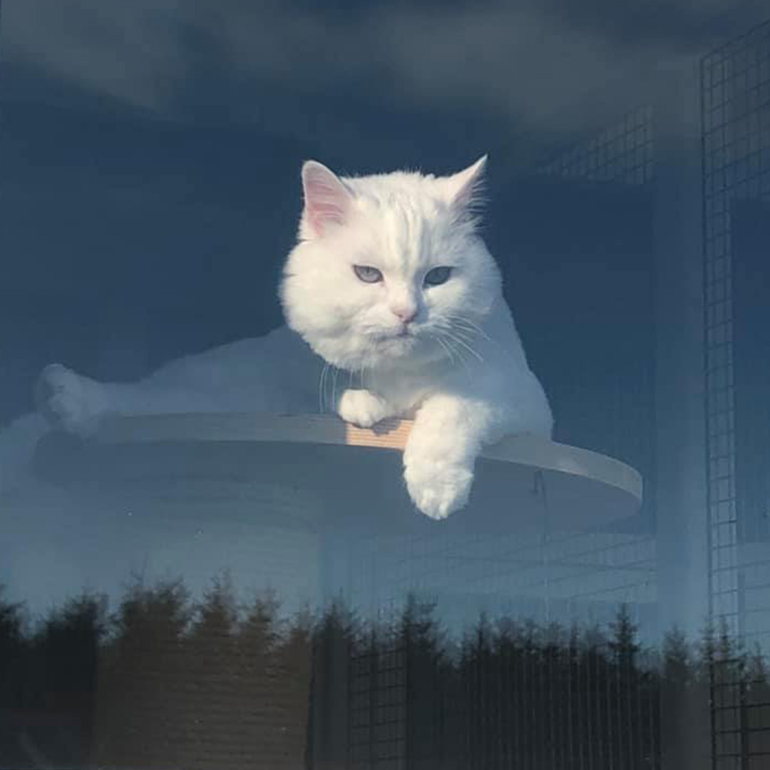 white-cat-through-window A white cat sits on a perch and looks out a window at the forest outside