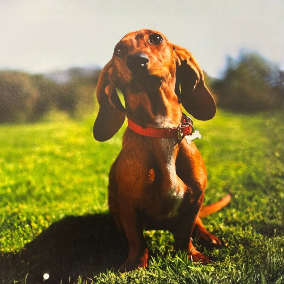Contact-us-banner A dachshund resting on lush grass