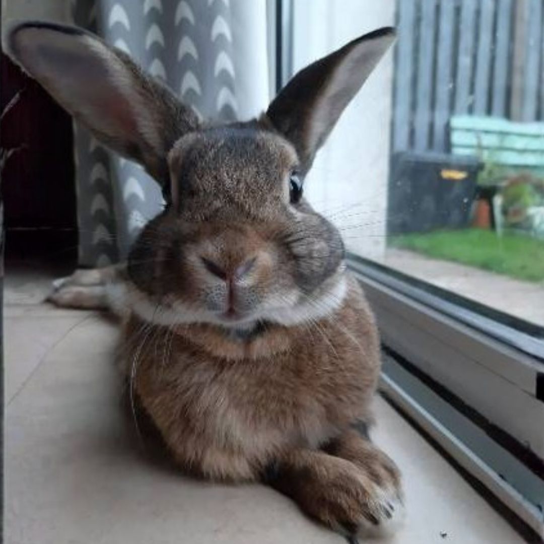 Exotics A rabbit sitting on the floor beside a window