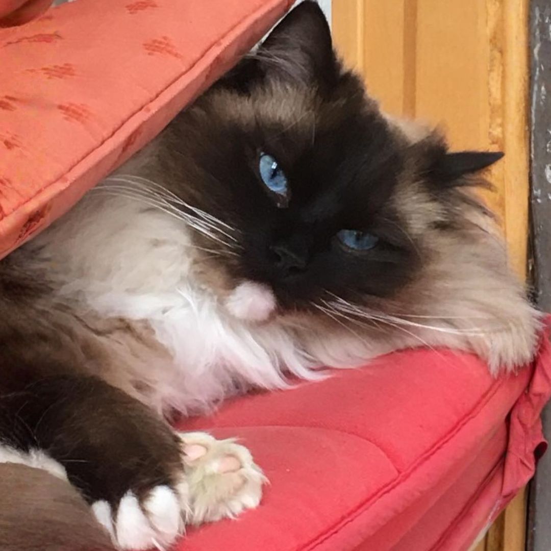 Medical a cat with blue eyes lounging on a red chai