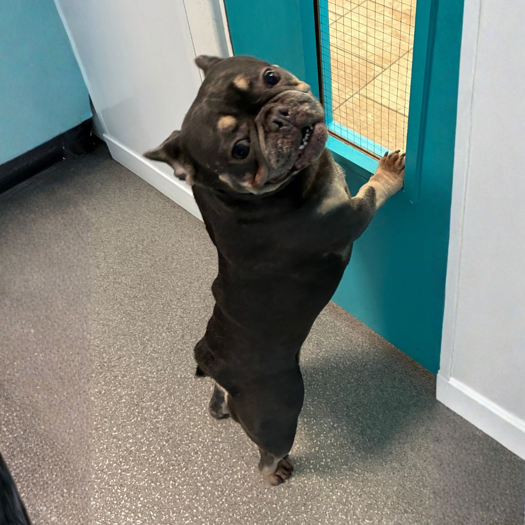 Meet Team a dog standing on its hind legs
