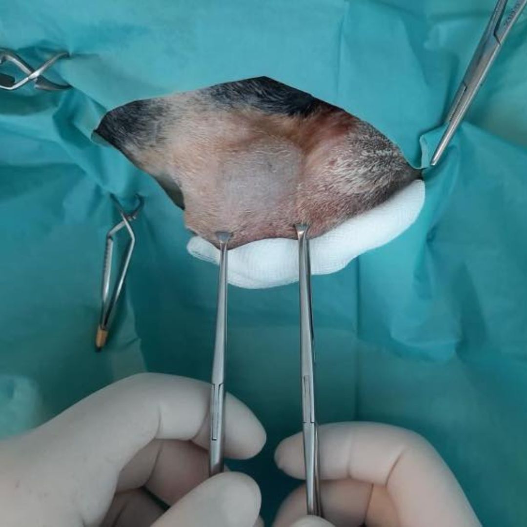 Surgery image Veterinarian performing surgery on a pet