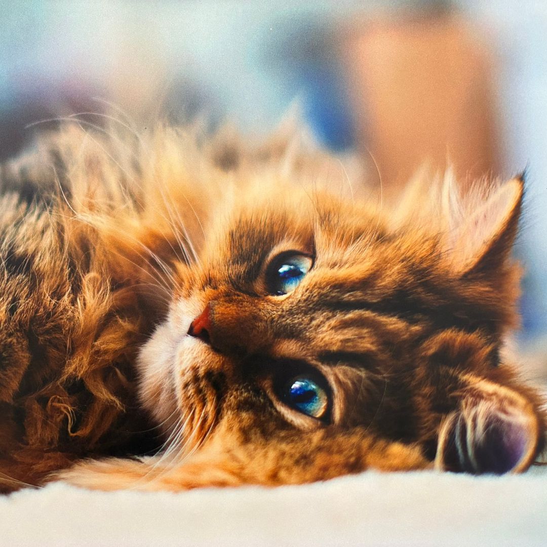 cat eyes pic A fluffy cat with blue eyes