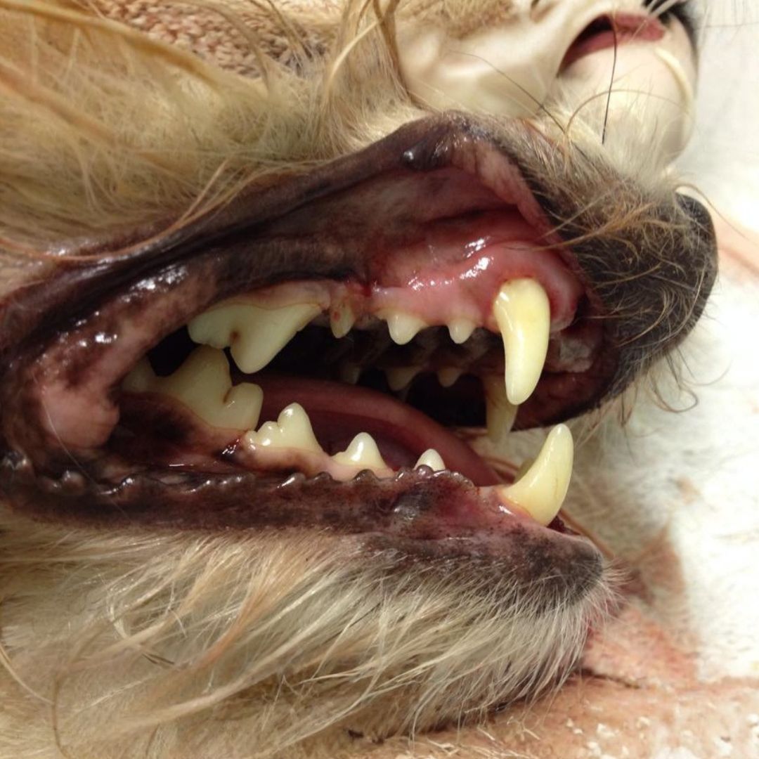 dentistry close-up image of a dog's mouth