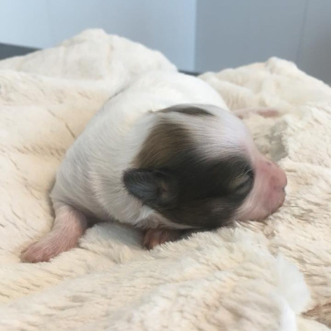 new born puppy A small puppy sleeping on a soft blanket