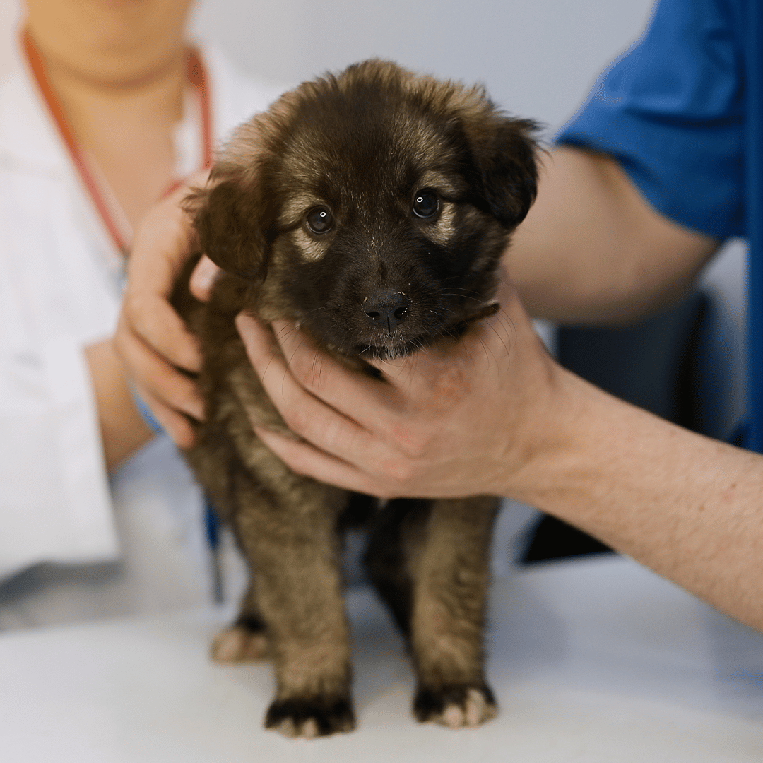small black and brown puppy being examined at the vet (1) small black and brown puppy being examined at the vet